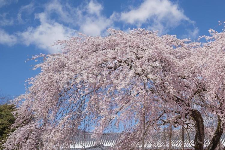 大きな枝垂れ桜 枝垂れ桜,春,青空の写真素材