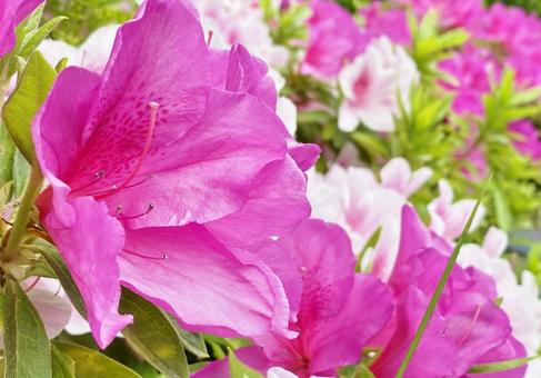 Red azalea flowers, JPG Red azalea flowers, JPG