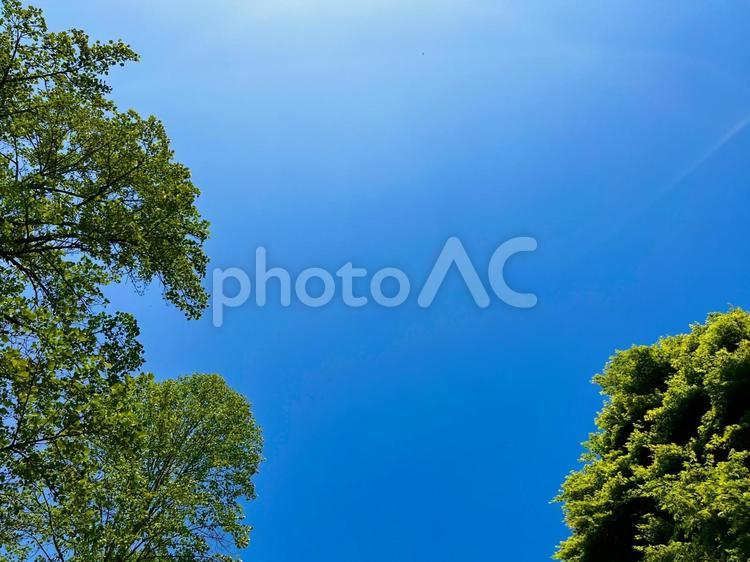 青空と木 青空,空,晴れの写真素材