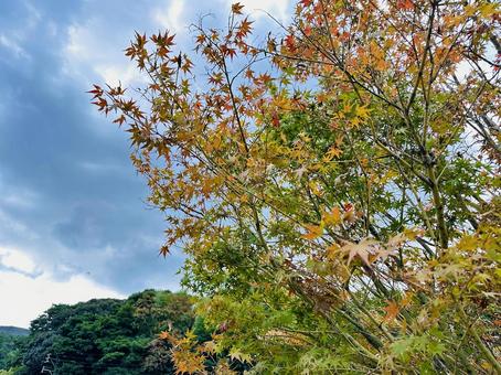 呉ダム　秋の公園 秋,呉ダム渓流公園,公園の写真素材