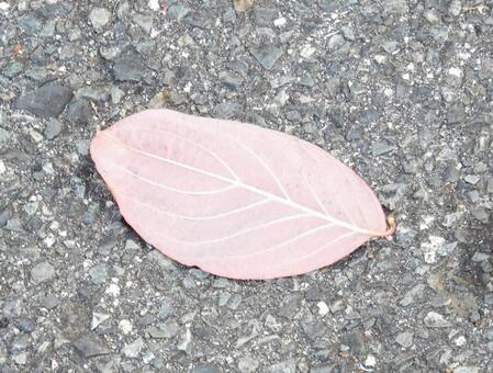 【風景写真】晩秋の風景 落ち葉,植物,季節の写真素材