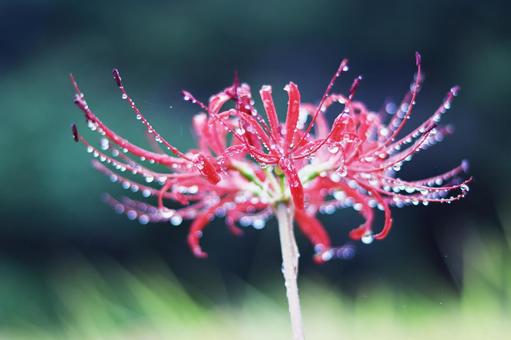 Red spider lily with water droplets, JPG Red spider lily with water droplets, JPG