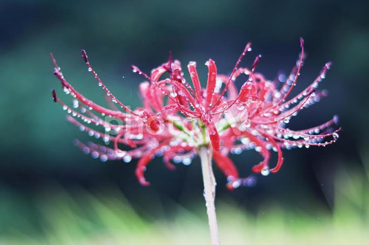 水滴のついた赤い彼岸花 彼岸花,曼珠沙華,花の写真素材