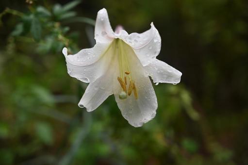 今日見つけた季節外れのユリの花の写真