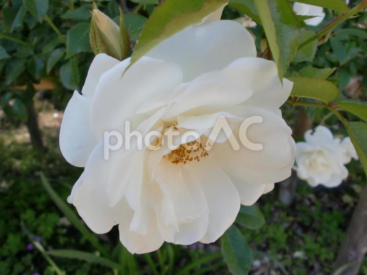 ５月の白い薔薇の花 花,植物,plantの写真素材