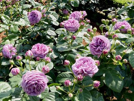 バラ バラ バラ,ローズ,花びらの写真素材