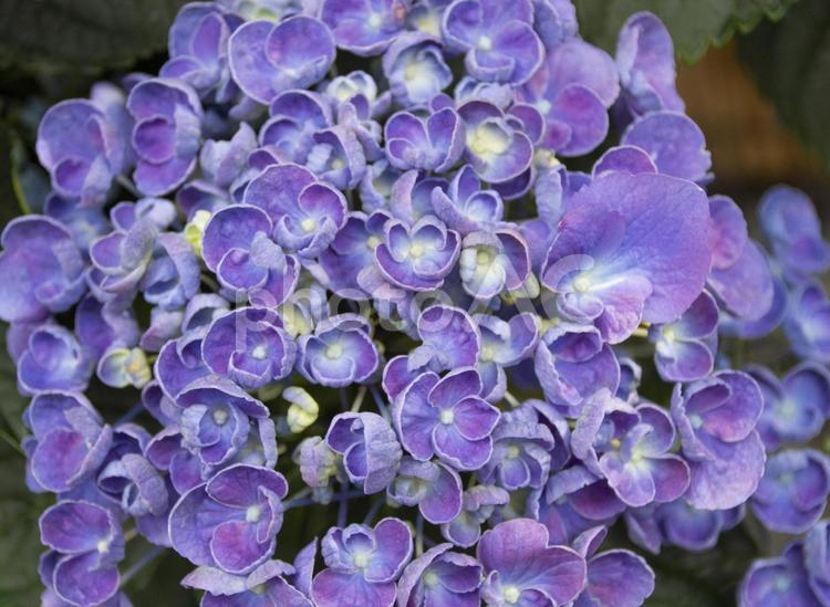 アジサイ ポップコーン No 写真素材なら 写真ac 無料 フリー ダウンロードok