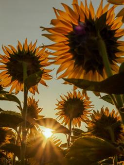 Photo, sunflower, chaoyang, sun, 