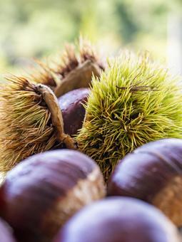 Chestnuts and chestnuts give a sense of autumn's bounty, JPG