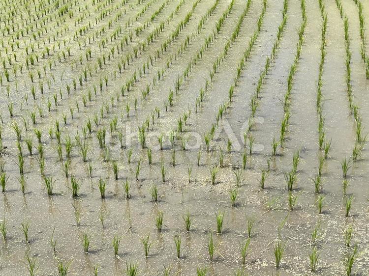 6月末の水田 米,稲,稲作の写真素材