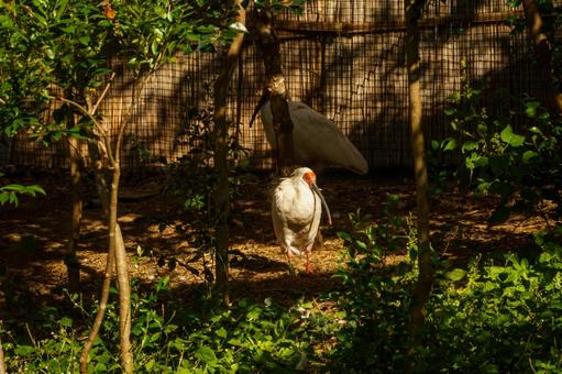 公園内の保護されたトキの様子 鳥,野鳥,鳥類の写真素材