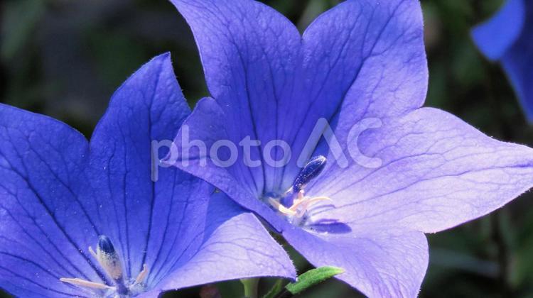 ききょう寺の桔梗の花 桔梗,花,初夏の写真素材