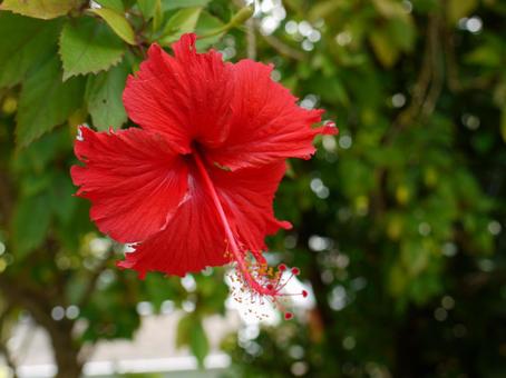 ハイビスカス 花 沖縄 ハイビスカス 花 沖縄の写真