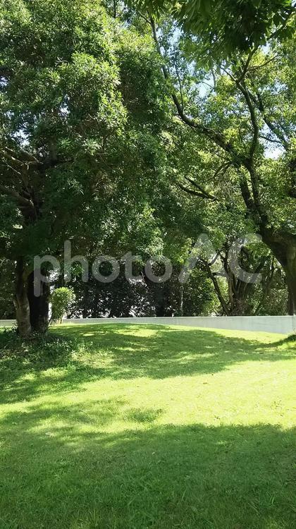 自然ある学校風景 木,風景,草の写真素材