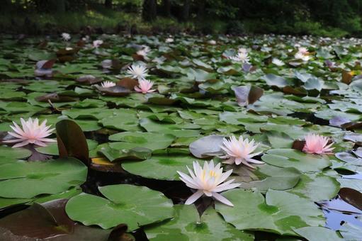 Water lily pond 2, JPG
