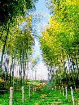 竹 竹 竹,竹やぶ,竹薮の写真素材