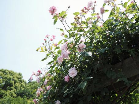 薔薇 薔薇の写真