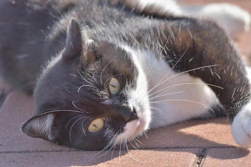 猫 猫の写真