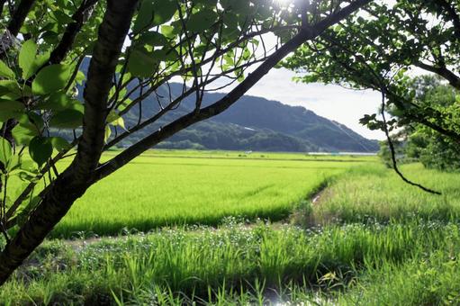 木々の額縁、広がる水田 木々の額縁、広がる水田 田んぼ,水田,緑の写真素材