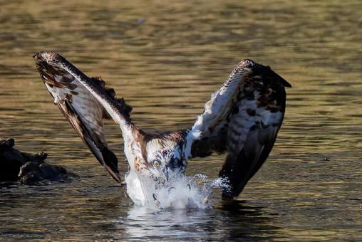 目標に突っ込むミサゴ ミサゴ,鶚,ウオタカの写真素材