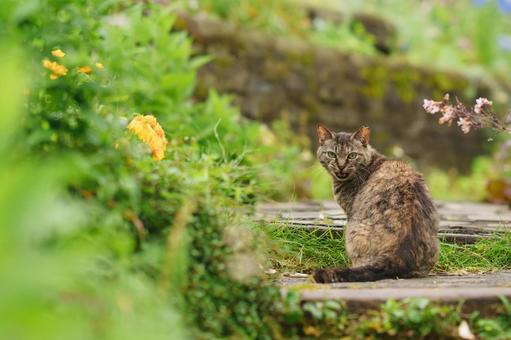 野良猫 野良猫の写真