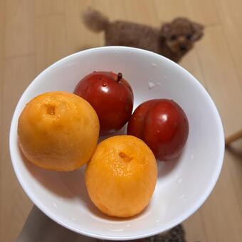 枇杷とプラム 食事,ご飯,手作りの写真素材