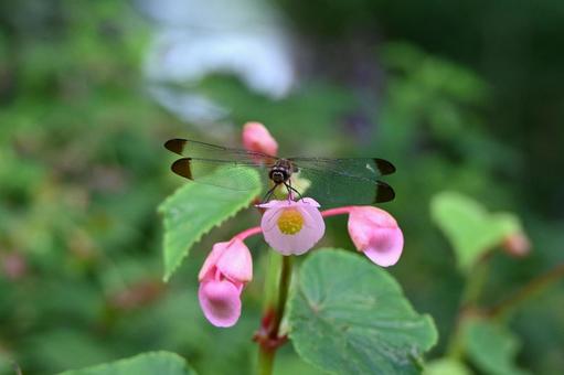 秋海棠に舞い降りたショウジョウトンボ ショウジョウトンボ,シュウカイドウ,秋海棠の写真素材