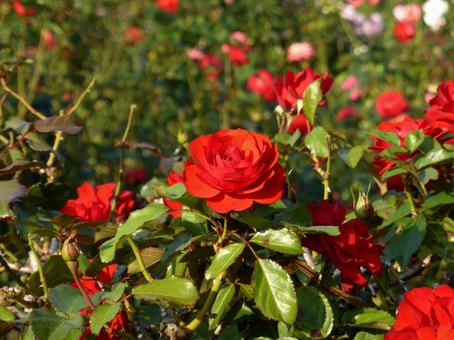 バラ園に咲く真っ赤なバラの花 バラ,花,植物の写真素材