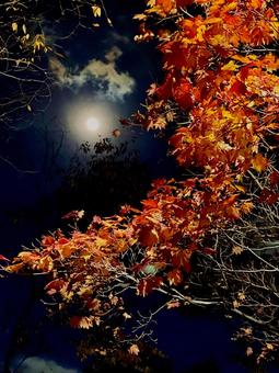 月夜の紅葉 月夜,紅葉,赤い葉の写真素材