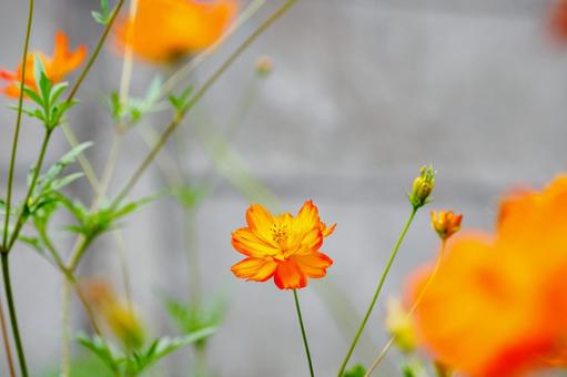 Photo, flower, kivanacosmos, cosmos, 