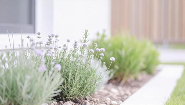 花壇のハーブ 花壇のハーブの写真