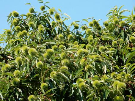 【植物写真】イガグリ(毬栗) 【植物写真】イガグリ(毬栗)の写真