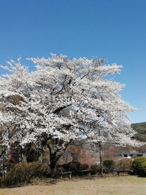 桜の木 桜,サクラ,春の写真素材