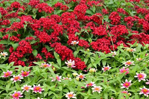 秋の山下公園花壇 秋の山下公園花壇の写真