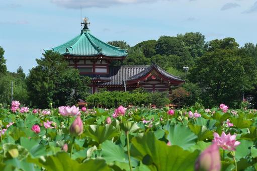 不忍池のハス 不忍池のハスの写真