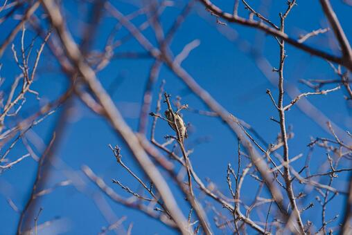 木に止まってつつくコゲラ コゲラ,ゲラ,キツツキの写真素材
