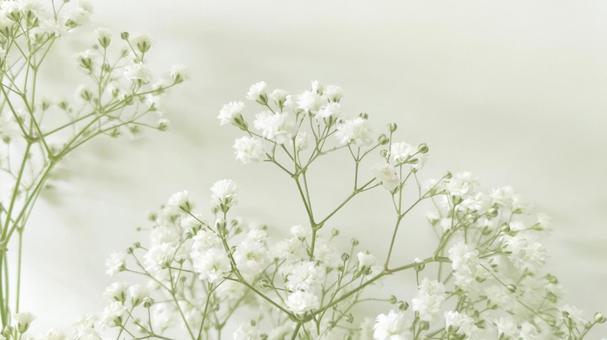 白い小花の背景 白い小花の背景 カスミソウ,背景素材,イメージの写真素材