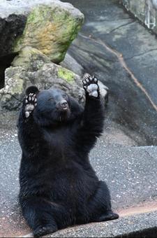 エサをねだる熊 エサをねだる熊 熊,クマ,ツキノワグマの写真素材