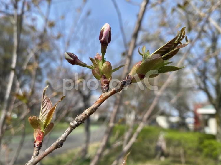 サクラ サクラ,桜,ツボミの写真素材