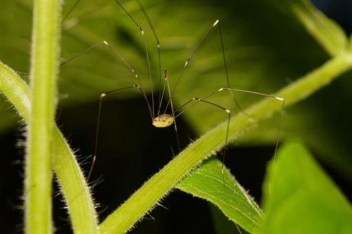 葉の裏の足の長いザトウムシ 葉の裏の足の長いザトウムシの写真