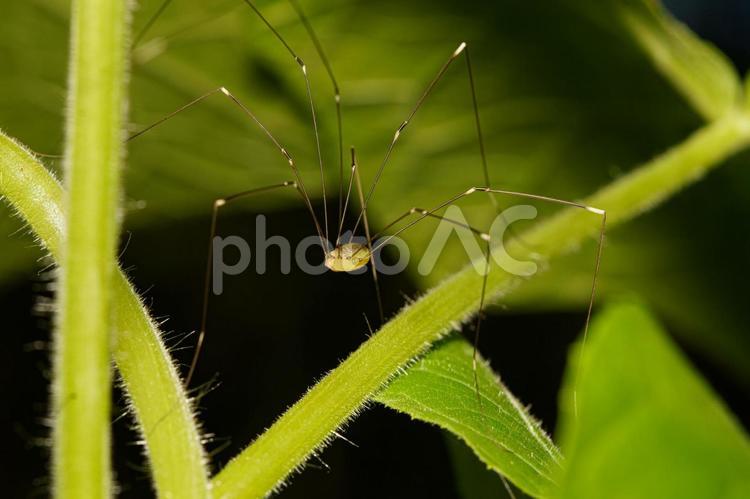 葉の裏の足の長いザトウムシ 昆虫,虫,自然の写真素材