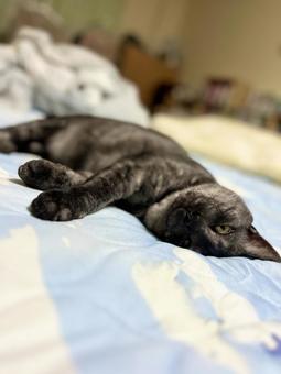 Vel-chan watching while sleeping, JPG