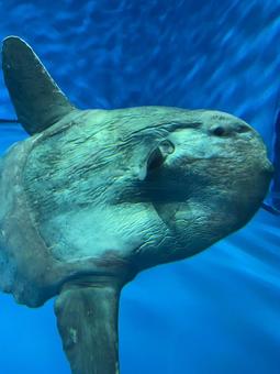 大洗水族館のマンボウ 大洗水族館のマンボウの写真