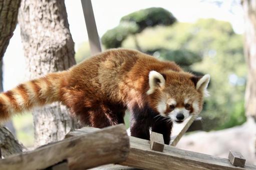 Sunlight filtering through the leaves of the red panda, JPG