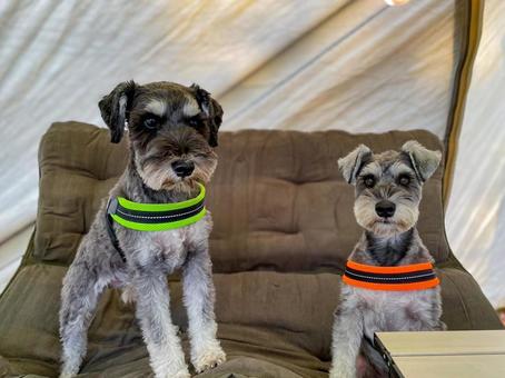 仲良く座るワンコ ミニチュアシュナウザー,犬,シュナウザーの写真素材