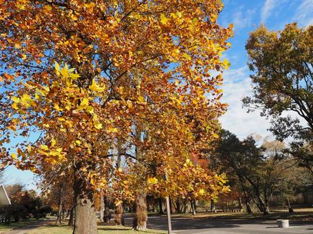 秋の水元公園・プラタナスの紅葉（葛飾区） 秋,水元公園,紅葉の写真素材