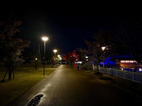 ライトアップされる紅葉　福井中央公園 紅葉,モミジ,ライトアップの写真素材