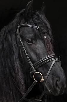 ワイルドな馬の横顔 ワイルドな馬の横顔 馬,馬の顔,アップの写真素材
