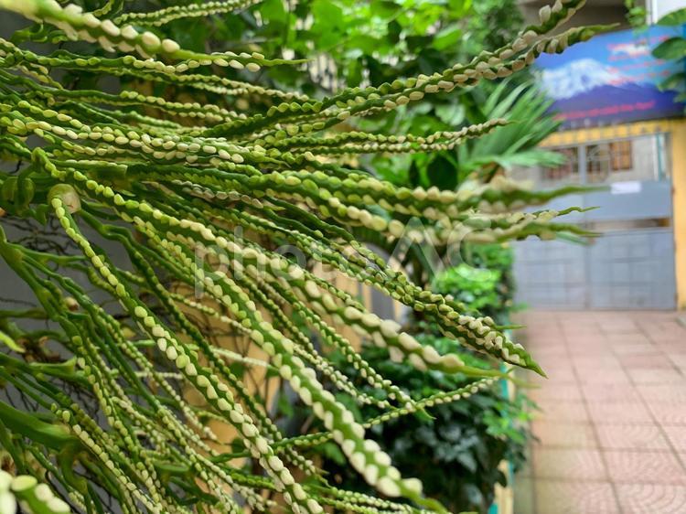 【ベトナム】季節の花（6月） ベトナム,東南アジア,ハノイの写真素材