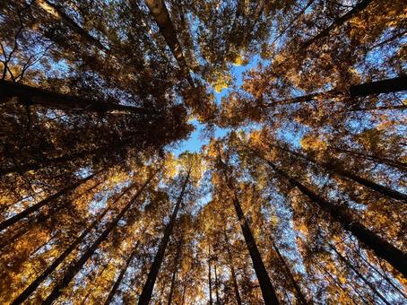 紅葉の森の写真